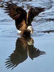 eagle_reflection250